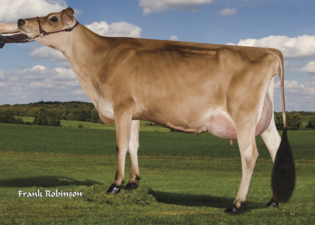 JX Faria Brothers Calvin 306933 {5} (VG-85%)
