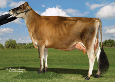 JxDEAvonViolet16231{3}